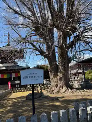 鑁阿寺(栃木県)