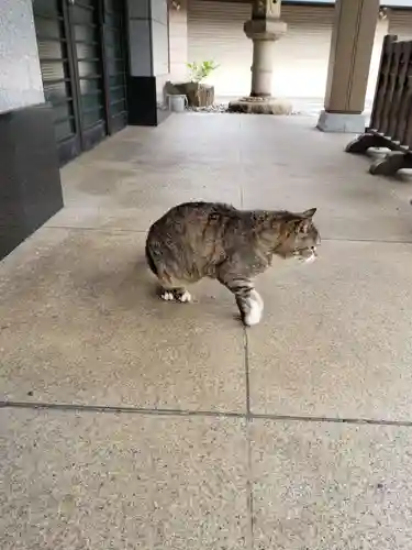 白金氷川神社(東京都)