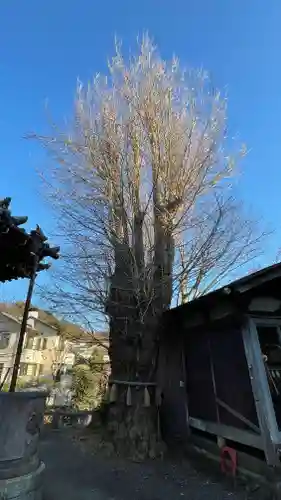 蛭子神社の自然