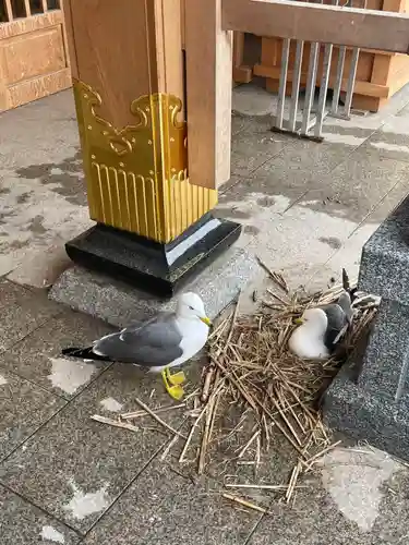 蕪嶋神社の動物