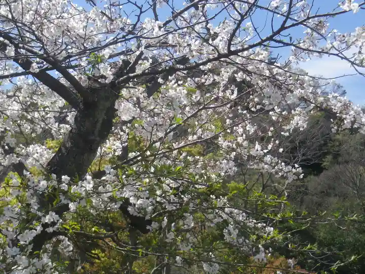 鶴岡八幡宮の自然