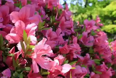 観音寺（山崎聖天）(京都府)