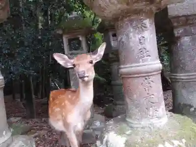 春日大社(奈良県)