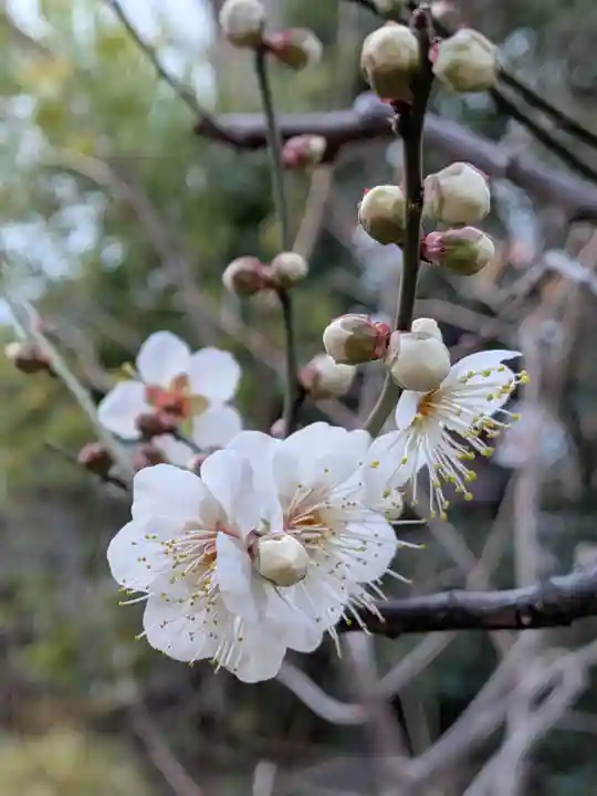 成子天神社(東京都)
