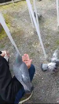 旗上弁財天社の{uncategorized: "未分類", other: "その他", undefined: "問題あり", building: "その他建物", grave: "お墓", sacred_gate: "鳥居", guardian: "狛犬", statue: "像", buddha: "仏像", history: "歴史", nature: "自然", garden: "庭園", animal: "動物", pagoda: "塔", temizu: "手水舎", mountain_gate: "山門・神門", sanctuary: "本殿・本堂", subordinate: "末社・摂社", art: "芸術", scenery: "景色", jizo: "地蔵", ema: "絵馬", goshuin: "御朱印", omikuji: "おみくじ", items: "授与品その他", amulet: "お守り", goshuincho: "御朱印帳", eats: "食事", festival: "お祭り", votive_dance: "神楽", shichigosan: "七五三参", wedding: "結婚式", experience: "体験その他", initially: "初詣", around: "周辺", anti_infection: "感染症対策"}