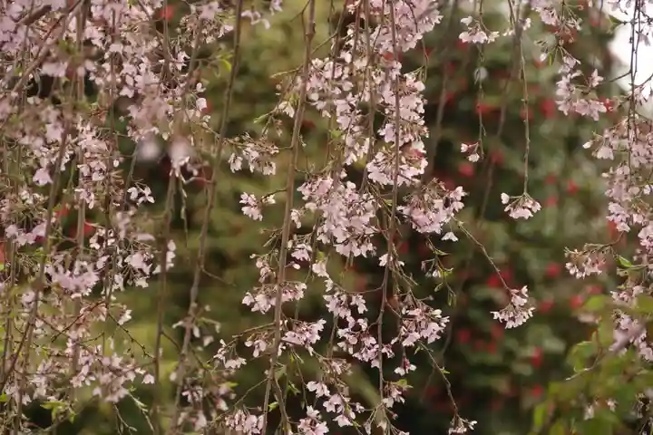 阿弥陀寺の自然