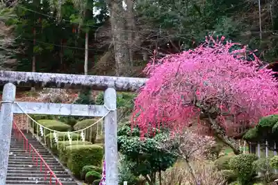 三春大神宮の鳥居