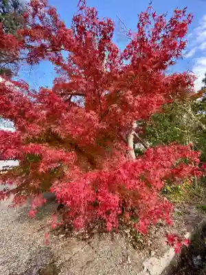 善法律寺の自然