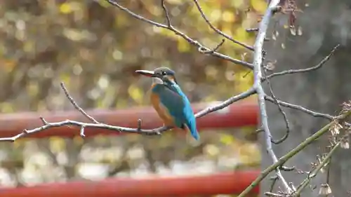 牛嶋天満宮の動物