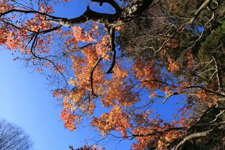 鹿島大神宮の自然