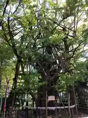 稲毛神社(神奈川県)