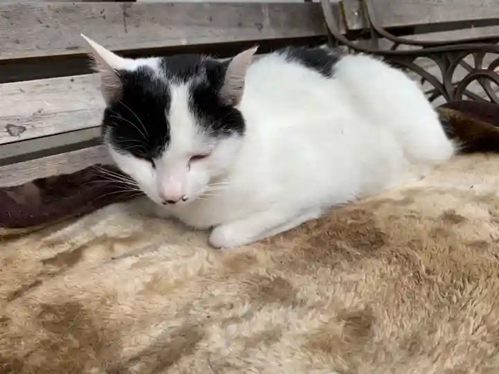 御誕生寺(猫寺)の動物