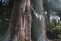 夏井諏訪神社の自然