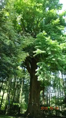 國吉神社の自然