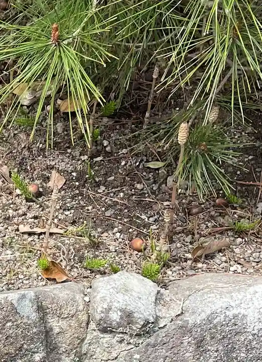 宇佐神宮の自然