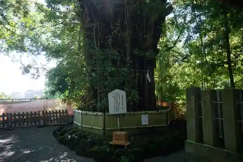 加藤神社の自然