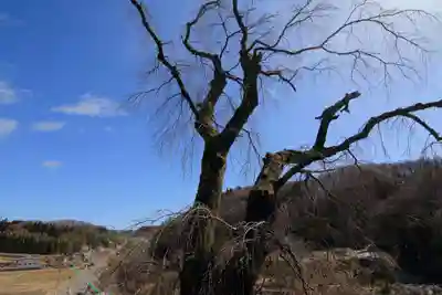 関場神社の自然
