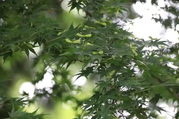 田村神社の自然