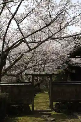 勝持寺（花の寺）(京都府)