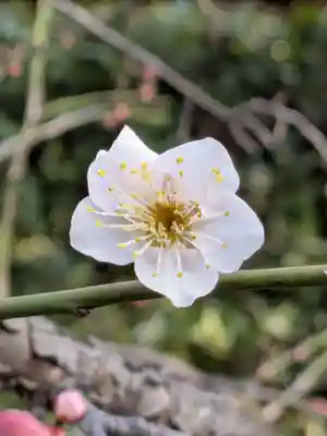布多天神社(東京都)