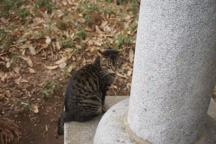 天形星神社の動物