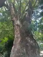 五所神社の{uncategorized: "未分類", other: "その他", undefined: "問題あり", building: "その他建物", grave: "お墓", sacred_gate: "鳥居", guardian: "狛犬", statue: "像", buddha: "仏像", history: "歴史", nature: "自然", garden: "庭園", animal: "動物", pagoda: "塔", temizu: "手水舎", mountain_gate: "山門・神門", sanctuary: "本殿・本堂", subordinate: "末社・摂社", art: "芸術", scenery: "景色", jizo: "地蔵", ema: "絵馬", goshuin: "御朱印", omikuji: "おみくじ", items: "授与品その他", amulet: "お守り", goshuincho: "御朱印帳", eats: "食事", festival: "お祭り", votive_dance: "神楽", shichigosan: "七五三参", wedding: "結婚式", experience: "体験その他", initially: "初詣", around: "周辺", anti_infection: "感染症対策"}
