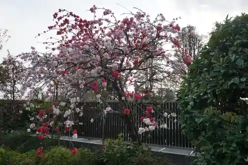 鳩ヶ谷氷川神社の自然