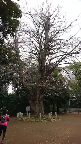 赤坂氷川神社の自然