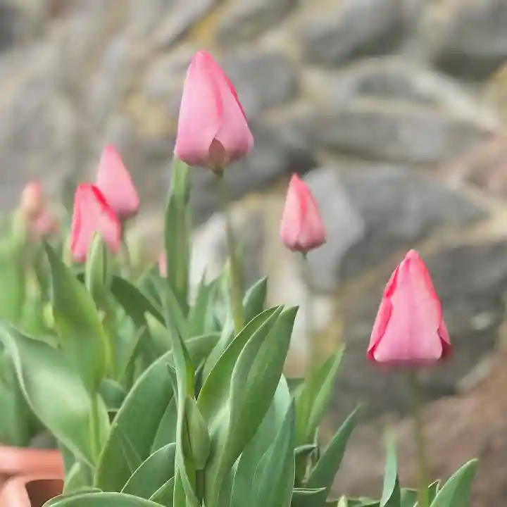 高司神社〜むすびの神の鎮まる社〜の自然