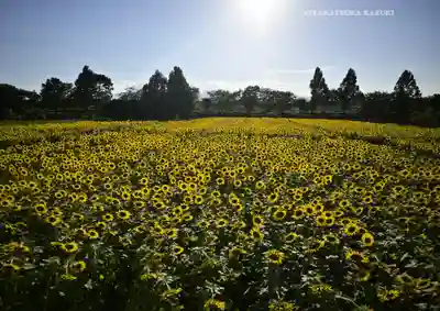 座間神社(神奈川県)