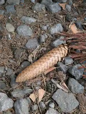 湯倉神社の{uncategorized: "未分類", other: "その他", undefined: "問題あり", building: "その他建物", grave: "お墓", sacred_gate: "鳥居", guardian: "狛犬", statue: "像", buddha: "仏像", history: "歴史", nature: "自然", garden: "庭園", animal: "動物", pagoda: "塔", temizu: "手水舎", mountain_gate: "山門・神門", sanctuary: "本殿・本堂", subordinate: "末社・摂社", art: "芸術", scenery: "景色", jizo: "地蔵", ema: "絵馬", goshuin: "御朱印", omikuji: "おみくじ", items: "授与品その他", amulet: "お守り", goshuincho: "御朱印帳", eats: "食事", festival: "お祭り", votive_dance: "神楽", shichigosan: "七五三参", wedding: "結婚式", experience: "体験その他", initially: "初詣", around: "周辺", anti_infection: "感染症対策"}