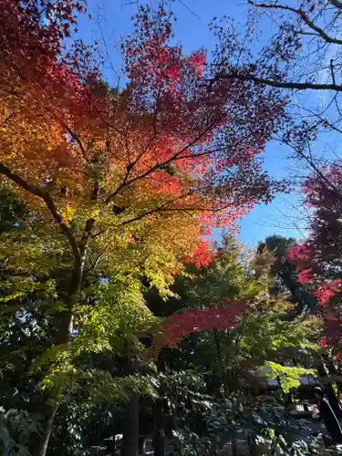賀茂別雷神社（上賀茂神社）(京都府)