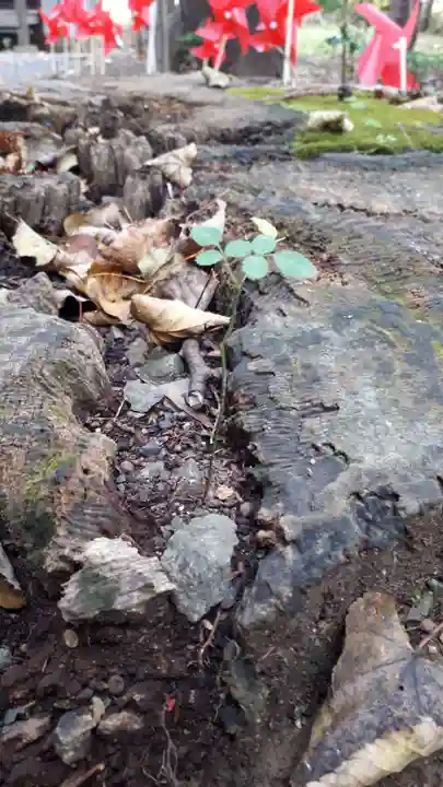 高司神社〜むすびの神の鎮まる社〜の自然