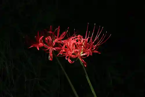 国宝 大法寺の自然