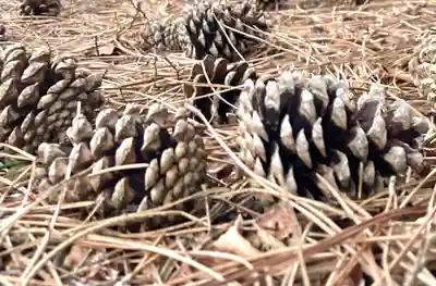 福井神社(福井県)