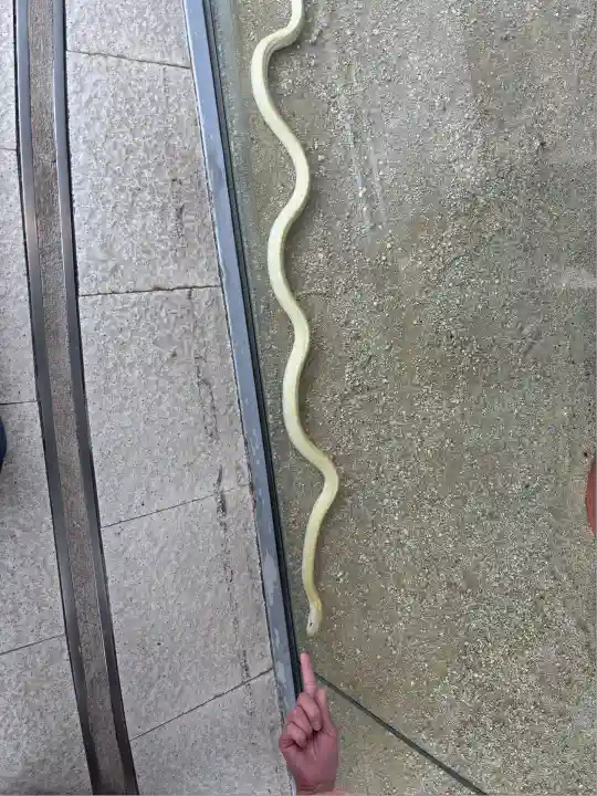 岩国白蛇神社(山口県)