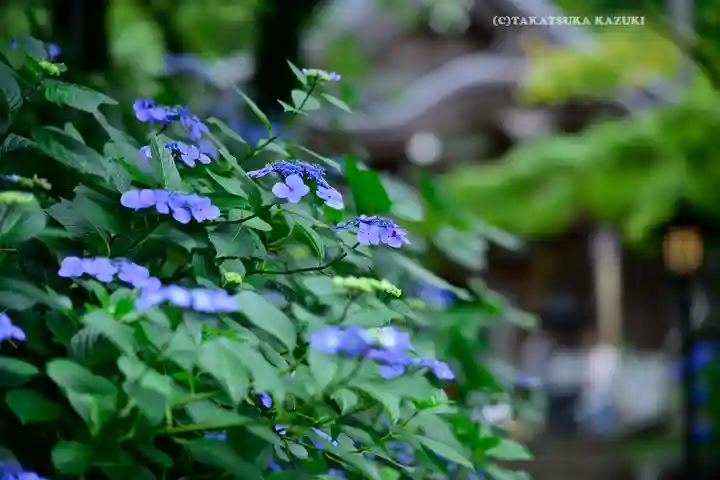 高幡不動尊 金剛寺(東京都)