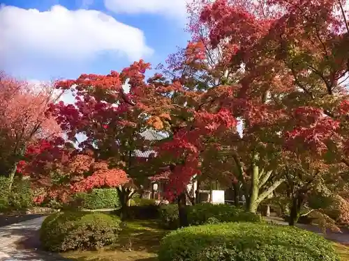将軍塚青龍殿（青蓮院門跡）の自然