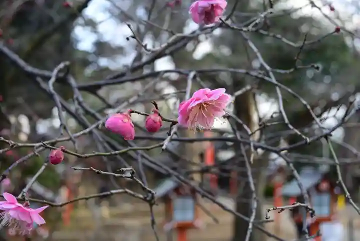 明王院(満願寺別院)の自然