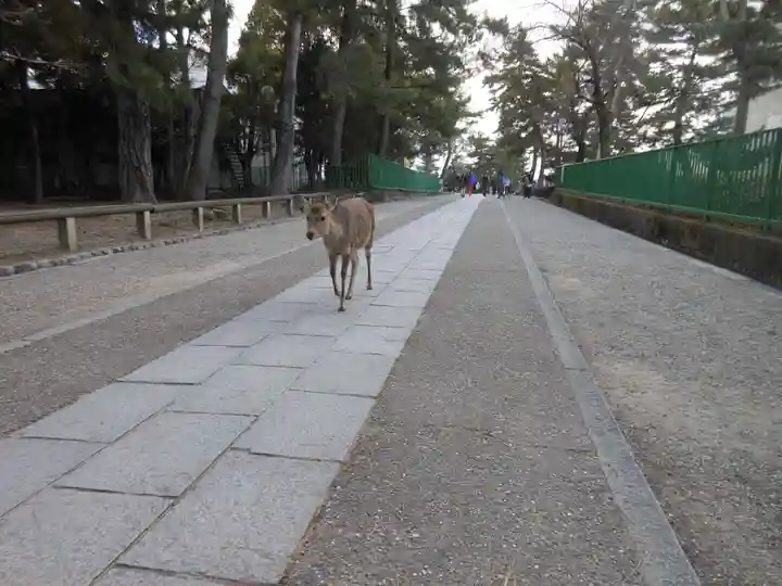 興福寺 南円堂の動物