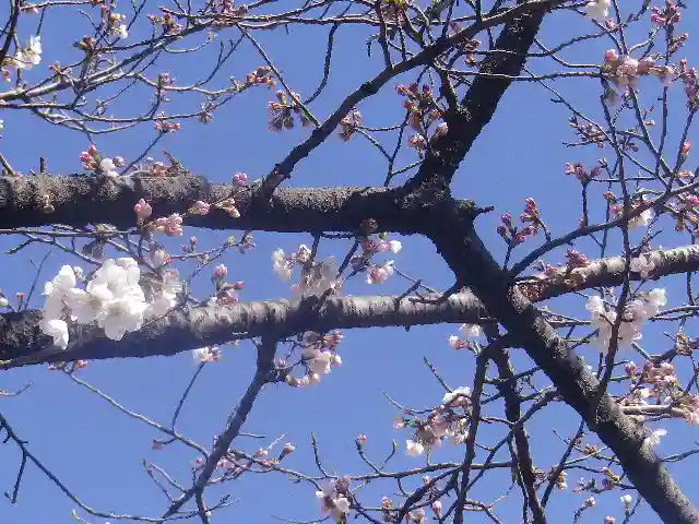 鶴岡八幡宮の自然