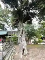 若宮神社(滋賀県)