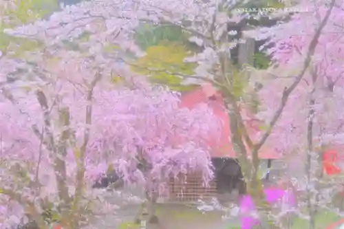 金櫻神社(山梨県)