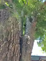 大宮・大原神社(千葉県)