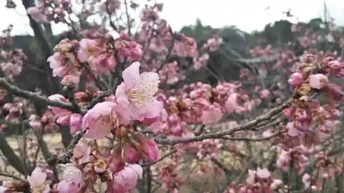 勧修寺の自然