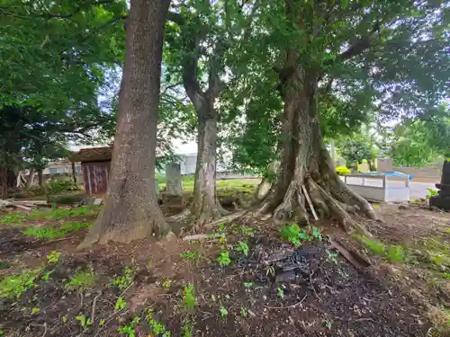 大麻神社(栃木県)