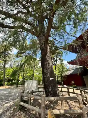 増上寺(東京都)