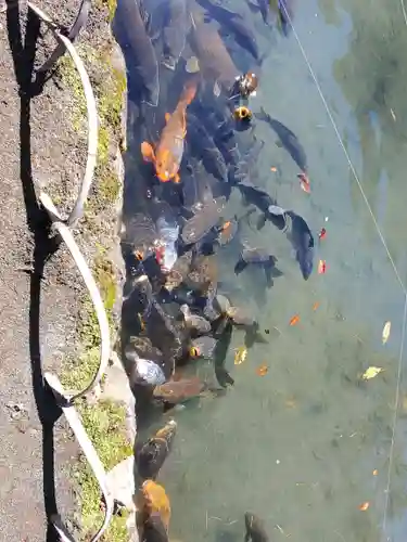 竹山随護稲荷神社の動物
