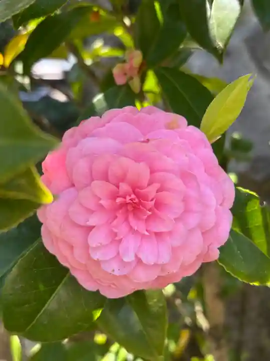 薬師院(兵庫県)