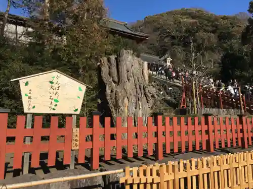 鶴岡八幡宮の自然